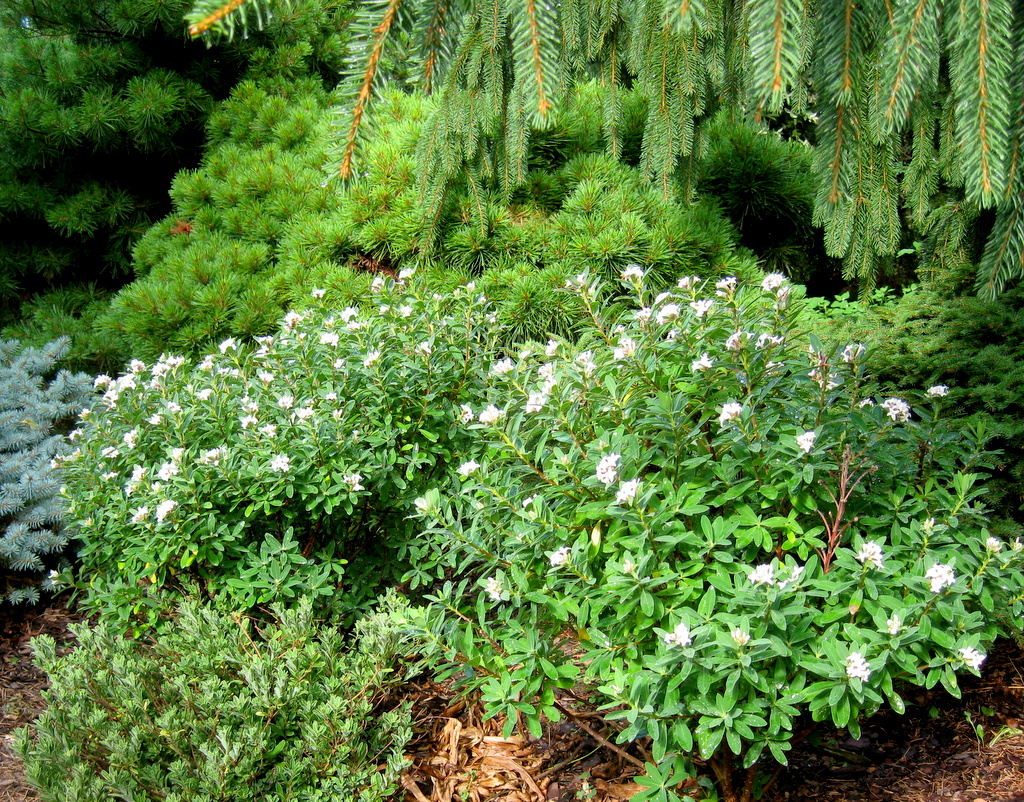 Daphne caucasica